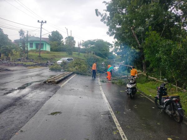 BPBD Way Kanan Evakuasi Pohon Tumbang di Jalan Lintas Provinsi di Blambangan Umpu