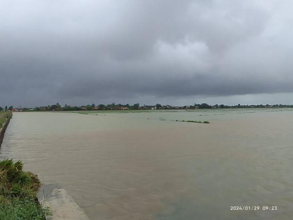 Puluhan Hektare Pesawahan di Indramayu Terendam Banjir, Petani Merugi Puluhan Juta