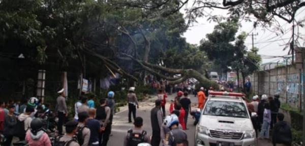 Pohon Tumbang Tutup Jalur Sukabumi-Cianjur