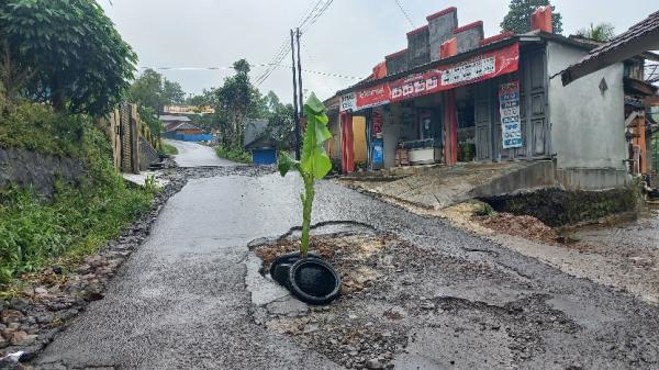 Kesal Jalan Rusak Tak Kunjung Diperbaiki, Warga Taraju Tasikmalaya Tanam Pohon Pisang