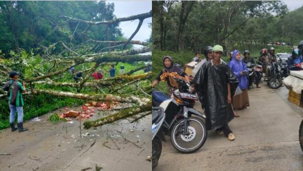 Pohon Karet Tumbang Tutup Jalan Malingping Cijaku, Sempat Sebabkan Macet