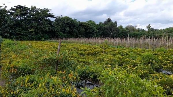 Dinas Pertanian TTU Apresiasi Kegigihan Tokoh Agama Tingkatkan Ekonomi Umat di Dusun Banopo