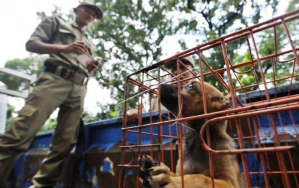 Pemkot Surakarta Sebut Larangan Penjualan Daging Anjing Sifatnya Baru Imbauan