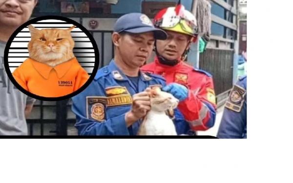 Kucing Oyen Super Galak di Cibinong Makan Korban Viral, Damkar Langsung Turun Tangan Mengamankan 