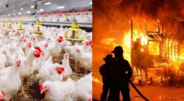 Kandang Peternakan Ayam di Boja Kendal Terbakar, 20.000 Ekor Mati Terpanggang