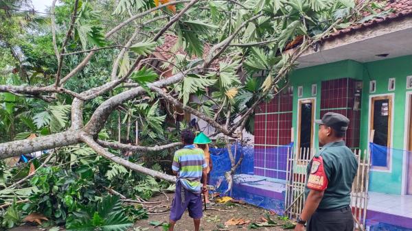 Diterjang Angin Kencang, Pohon Sukun Tumbang Timpa Rumah di Purwadadi Ciamis