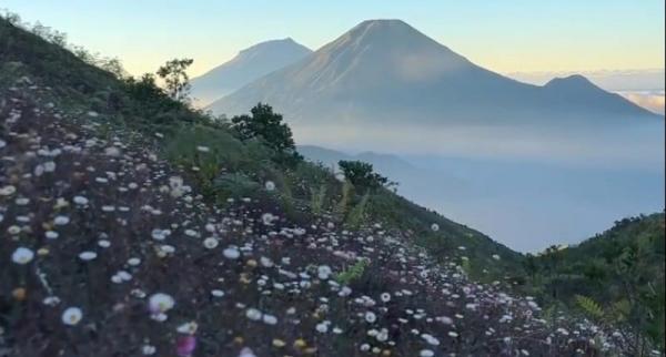 Viral Bunga Daisy Bermekaran di Gunung Prau Layaknya di Luar Negeri