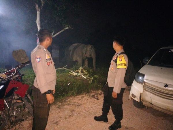 Bersama BBSKDA, Polres Pelalawan Evakuasi 2 Gajah yang Keliaran di Gudang Logistik Pemilu 