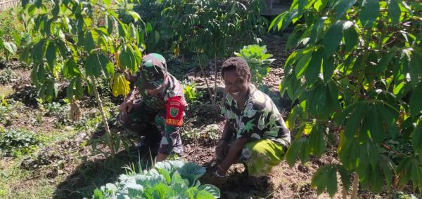 Dukung Program Hanpangan, Babinsa Koramil 1714-02/Ilu Bantu Warga Berkebun