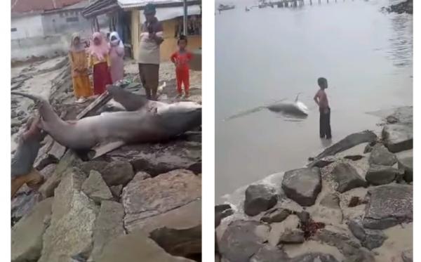 Dua Hiu Raksasa Terdampar di Pantai Galau Pandeglang jadi Tontonan Warga