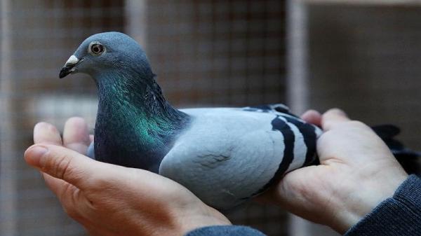 Burung Merpati Ini Ditahan Polisi Selama 8 Bulan karena Dicurigai Sebagai Mata-Mata