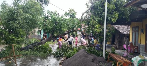 Pohon Tumbang Diterpa Angin Kencang Timpa Rumah Warga di Gondang Wetan Nganjuk