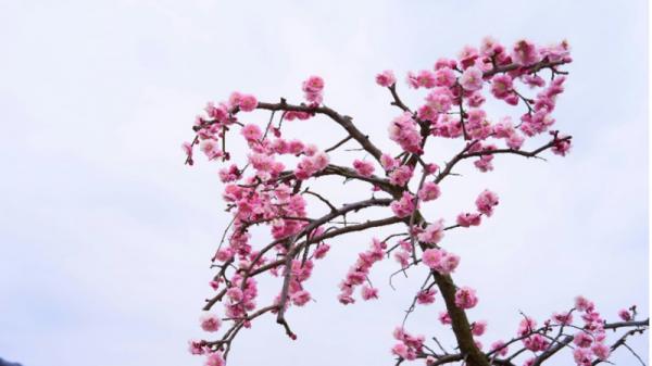 Meihua, Pohon Angpao Penuh Akan Makna