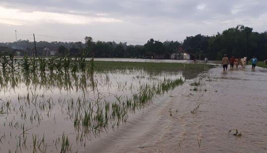 Banjir di Grobogan Rendam 4.309 Hektare Sawah, Kementan Siap Lakukan Mitigasi
