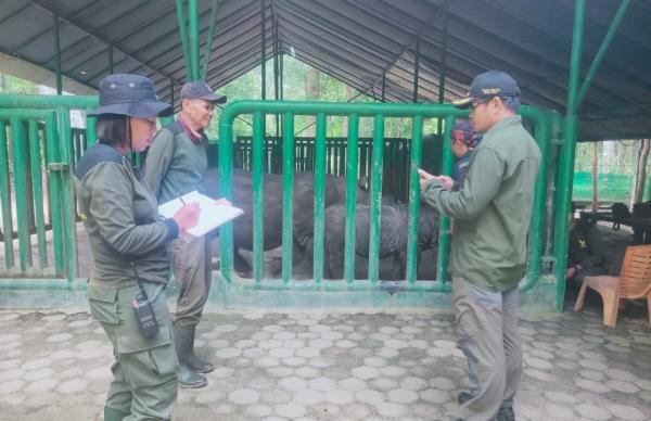 Bakal Dipindahkan ke JRSCA, BTNUK Ikuti Pelatihan Trajektori dan Translokasi Badak Jawa