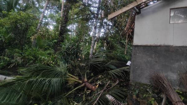 Pohon Kelapa Tumbang Diterjang Angin Kencang Timpa Rumah Warga di Ciamis
