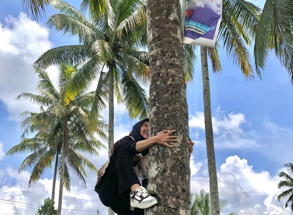 Viral, Tertibkan APK Petugas Panwas Cantik Panjat Pohon Kelapa