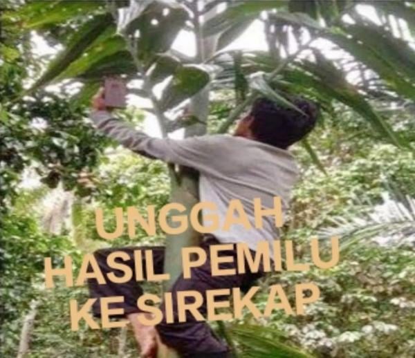 Demi Upload Hasil Pemilu 2024 ke Sirekap, KPPS Sampai Harus Panjat Pohon Cari Sinyal