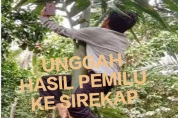 Sulit Internet, KPPS Manggarai NTT Panjat Pohon Demi Unggah Hasil Pemilu ke Sirekap