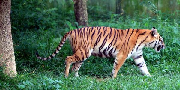 Heroik, Ibu di Siak Selamatkan Anaknya yang Diserang Harimau
