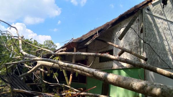 Diterjang Angin Kencang, Pohon Albasia Tumbang Timpa Rumah Warga di Ciamis