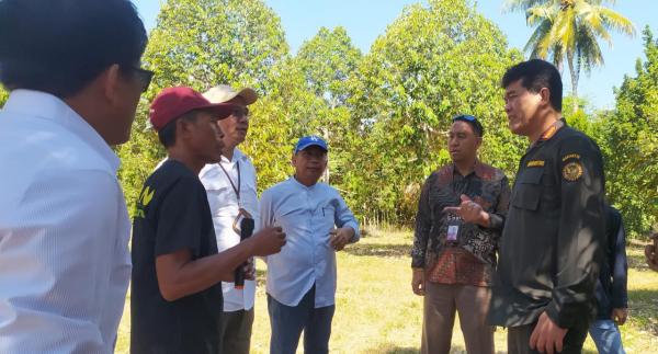 Pastikan Tembus Pasar Tiongkok, Sahat Kunjungi Kebun dan Rumah Kemas Durian Palu