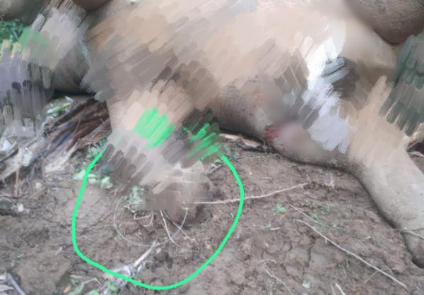 Miris Satu Ekor Gajah Liar Ditemukan Mati di Kebun Warga di Pidie Jaya Aceh