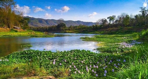 Mengintip Objek Wisata ala Jepang di Bantul, Ada Spot Foto dengan Hamparan Bunga Eceng Gondok