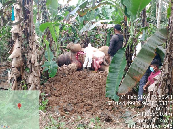 Polisi Olah TKP Kasus Gajah Liar Mati Terjerat Arus Listrik di Pidie Jaya Aceh