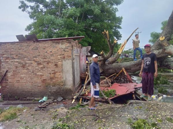 Diguyur Hujan Semalaman, Rumah Anak Yatim Ditimpa Pohon di Kecamatan Pontang