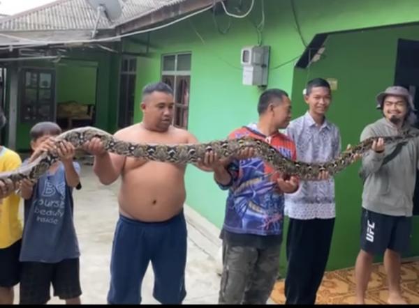 Diaz Borneo Pecinta Reptil Evakuasi Ular Piton 4 Meter di Atap Rumah Warga