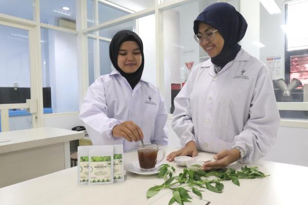 Mahasiswa Ubaya Buat Minuman Herbal Cegah Diabetes dari Daun Sambiloto
