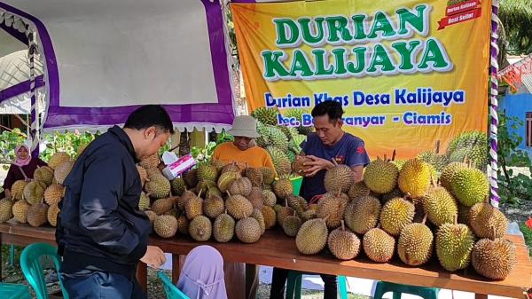 Berburu Durian Lokal Manisnya Bikin Ketagihan, di Festival Durian
