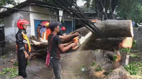 Hujan dan Angin Kencang Tumbangkan Pohon di Mojokerto, Lalu Lintas Lumpuh Total