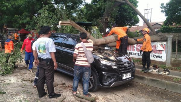 Gegara Angin Ribut, Pohon Tumbang hantam 3 Mobil Parkir di Bonakarta Cilegon