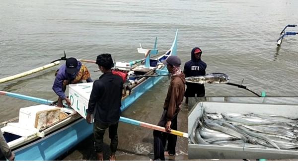 Musim Ikan Layur,Nelayan Tanggamus Ramai Melaut