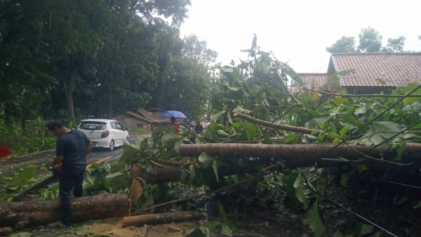 Diterjang Angin dan Hujan, Pohon Besar di Sindangbarang Cianjur Tumbang