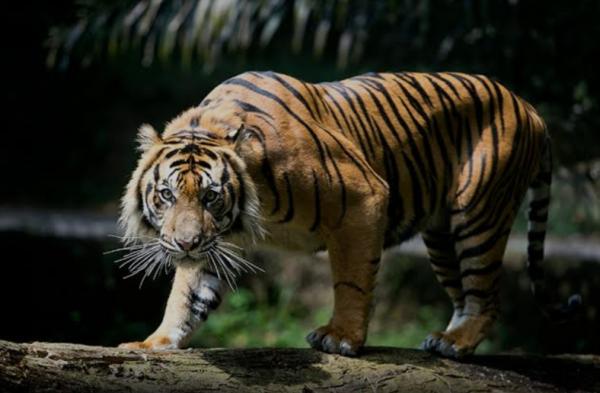 Lansia di Madina Ditemukan Tewas Berlumuran Darah Diterkam Harimau Sumatera
