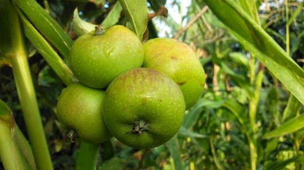 Kembalinya Kejayaan Tanaman Apel di Desa Pubasu, TTS
