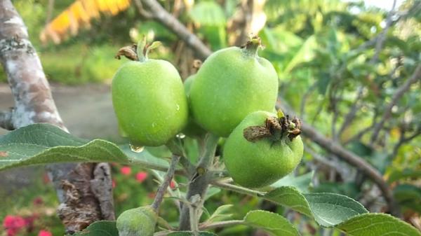 Berikut Adalah  Beragam Jenis Buah Apel yang bisa Tumbuh di Indonesia