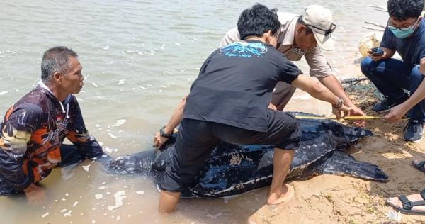 Penyu Belimbing yang Terdampar di Bangka Barat Dilepasliarkan di Tanjung Kalian