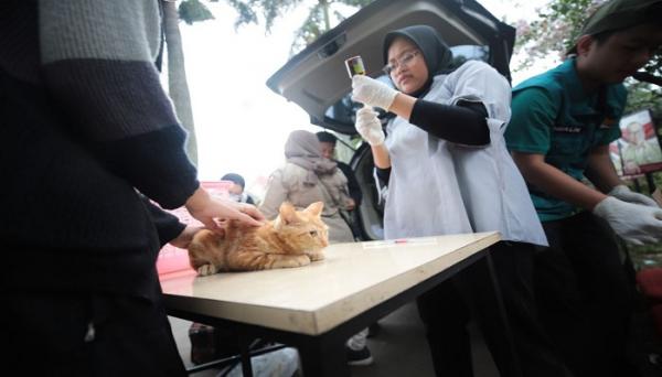 Vaksin Rabies dan Sterilisasi Kucing Liar Gratis di Bandung Maret 2024, Ini Lokasinya