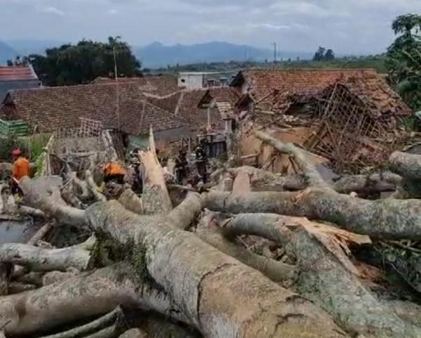 Pohon Raksasa yang Tumbang di Kuningan Ternyata Berusia Ratusan Tahun