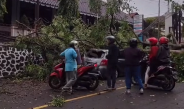 Diterjang Angin Kencang, Pohon Tumbang Timpa Mobil di Tanah Putih Semarang