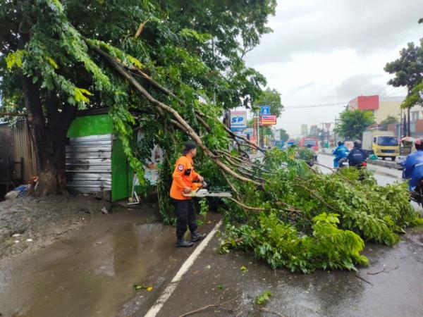 Puluhan Pohon di Kota Semarang Tumbang Akibat Hujan Tak Kunjung Reda