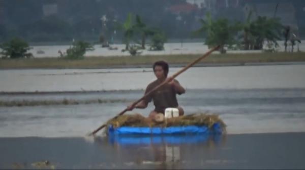 Banjir Luapan Sungai Bengawan Solo, Sawah Terendam Banjir, Petani Terpaksa Panen Dini