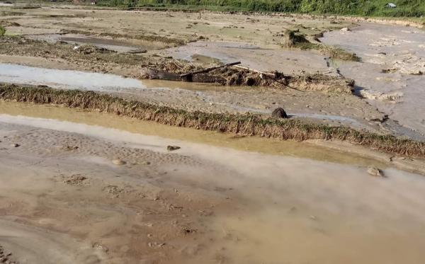 97 Hektare Sawah di Mamasa Rusak Direndam Banjir di Tengah Kenaikan Harga Beras