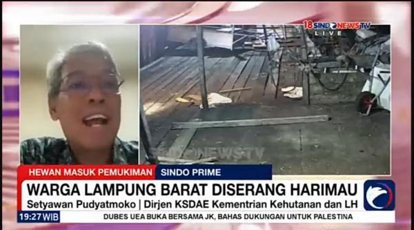 Video Penjelasan Dirjen KSDAE Terkait Serangan Harimau Sumatera Terjadi Kembali di Lampung Barat