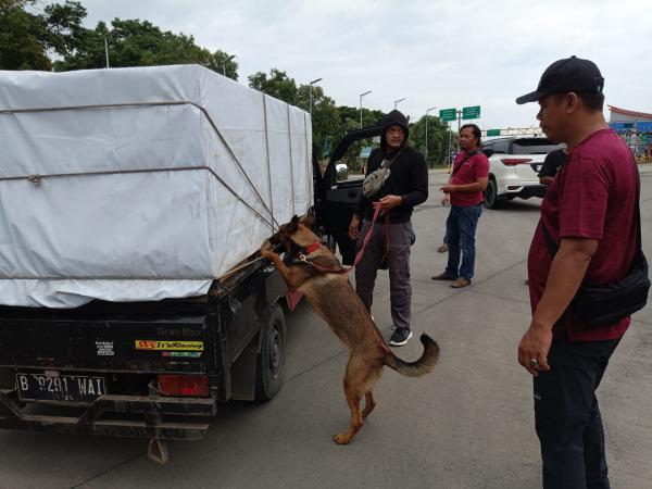 6 Anjing K9 Polri Bantu Gagalkan Peredaran Narkoba di Pelabuhan Bakauheni