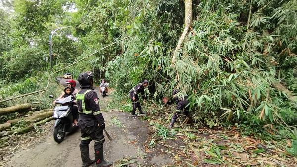 Pohon Tumbang Sempat Tutup Akses Jalan Penghubung Desa di Kuningan